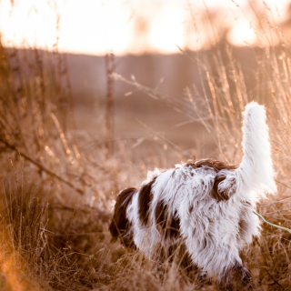 dog in a wheat fiel